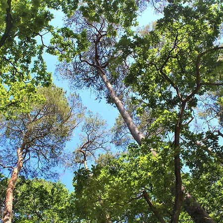 Strandvilla Hubertus - Mit Parkplatz Wlan Kueche Garten Grillplatz Waldbaden