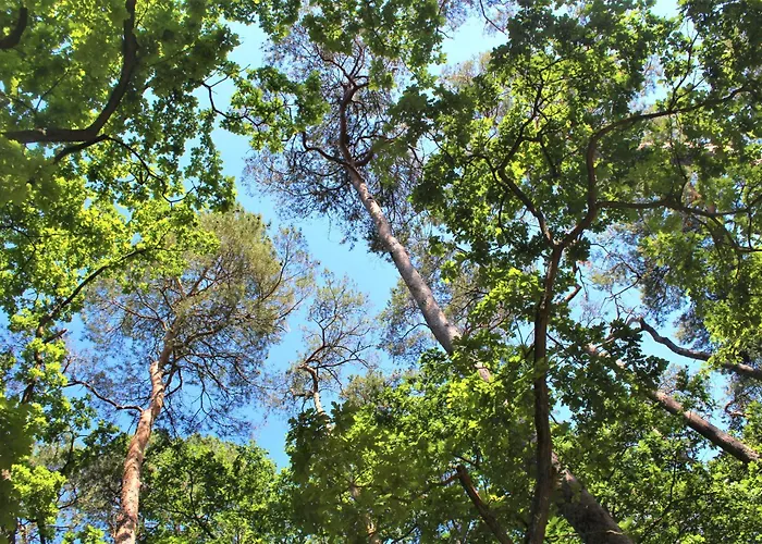 Strandvilla Hubertus - Mit Parkplatz Wlan Kueche Garten Grillplatz Waldbaden